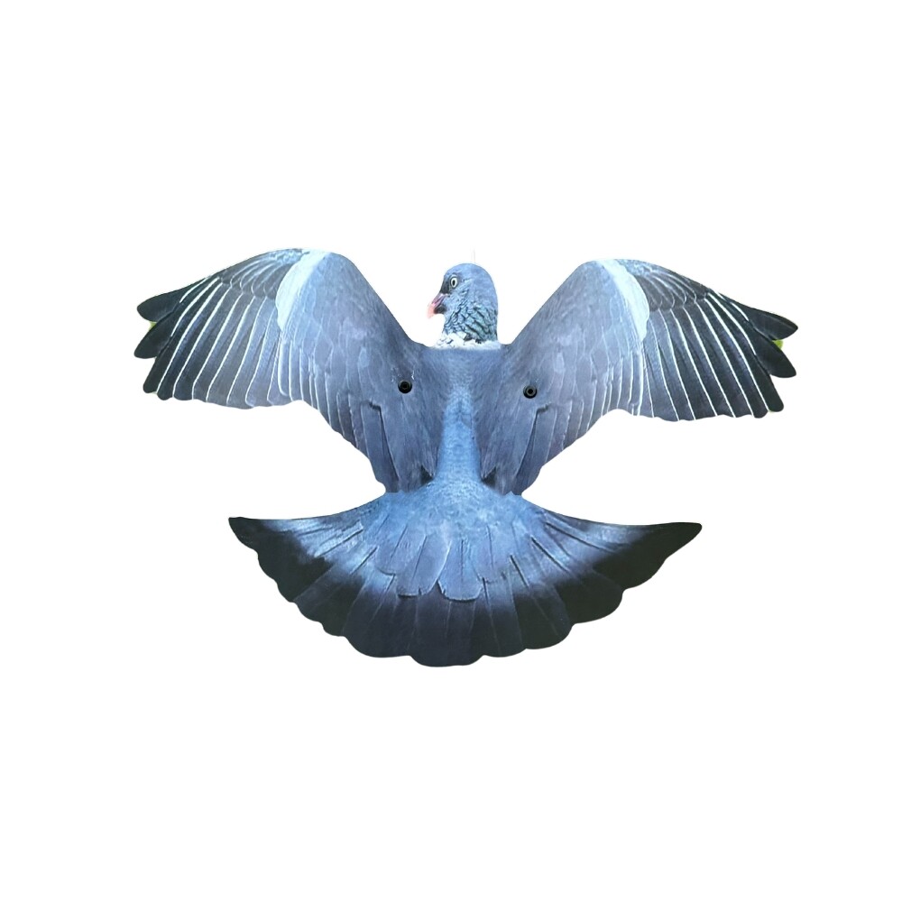 Pigeon Flying Reconsidering The Pigeon | Discover Magazine