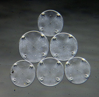 Antique microscope slide by A.C.Cole. Diatoms. Aulacodiscus africanus. R. Congo.