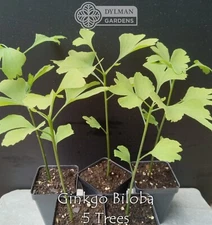 10 Ginkgo Biloba Trees - 6 to 8 inches - Maidenhair Tree - Live Trees