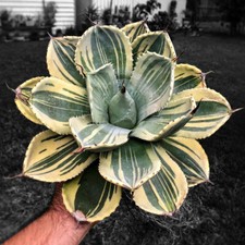 Pianta succulenta di cactus agave parryi var. troncata piante variegate 7-8 cm