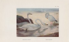 Łabędź fajki Cygnus columbianus gęś śnieżna KOLOROWY DRUK z 1925 roku Thorburn 