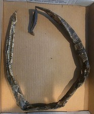 Western Diamondback Rattlesnake Skin With Rattle