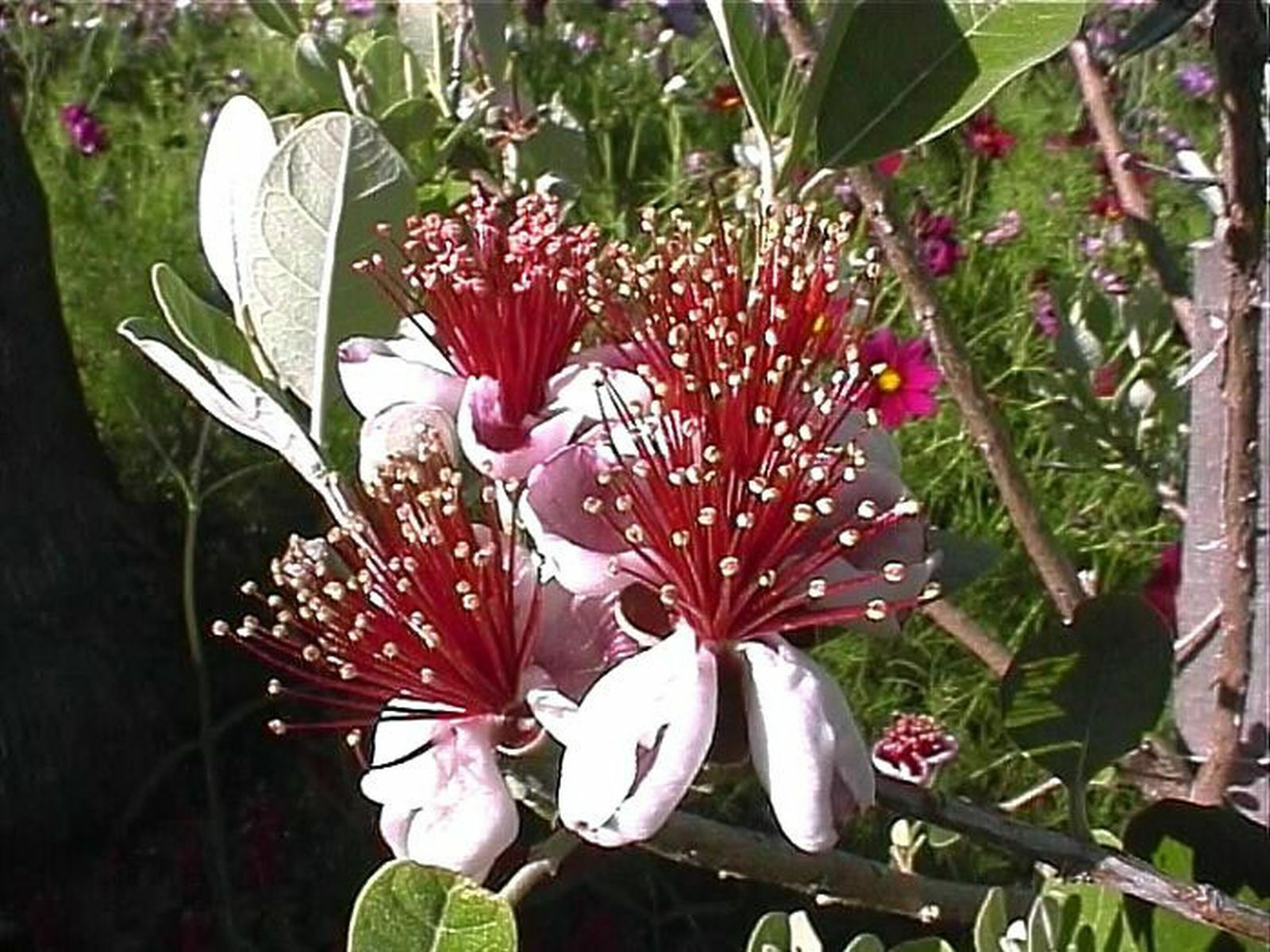 Feijoa sellowiana arbuste fruitier persistant Goyavier du Brésil lot de 2 arbustes