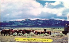 Millers Idlewild Lodge Winter Park Colorado Vintage Postcard Unposted C1950