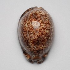 Mauritia arabica asiatica gibba 58.2mm shells seashells sea shells 26084B2