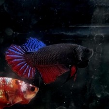Live Betta fish Male  Malay Fighter  162