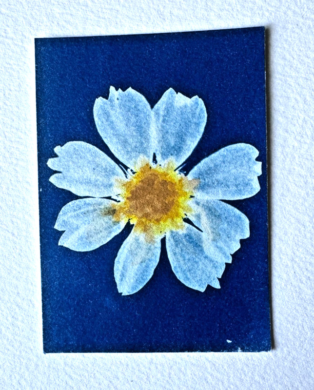 aceo art cards original watercolor cyanotype daisy flower photography