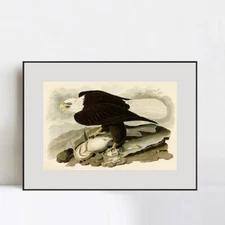 Framed Canvas Giclee Print White Headed Eagle by John James Audubon Home Decor