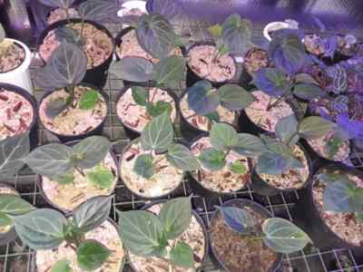 Anthurium King of Spades rare anthurium tropical house plant | eBay