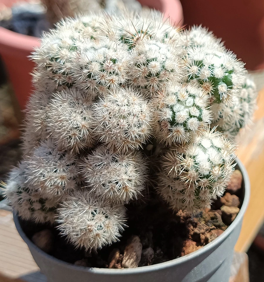 mammillaria gracilis texansis unrooted cutling cactus cacti succulent live plant - Image 3 of 4