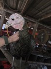 4+ HERITAGE TURKEY EGGS ORGANICALLY GROWN FREE RANGED READ DESCRIPTIONS — photo 4