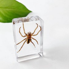 10X Käfer Insekten Proben Resin Taxidermie Zufallspaket Käfer Spinne Deko