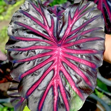 Colocasia Bulb The King New Hybrid Tuber (Includes All Import Duties And Taxes)