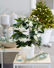 20cm Stephanotis Floribunda Madagascar jasmine Plant Houseplant 12cm Pot
