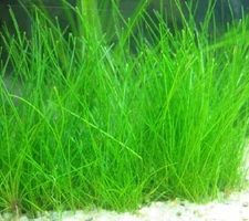 Dwarf Hairgrass Mini (Eleocharis Parvula) Live Aquarium Plants BUY 2 GET 1 FREE