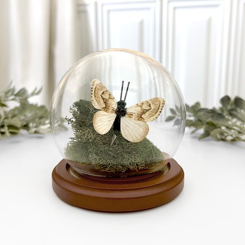 Plymor 3.5 inch x 4 inch Glass Display Dome Globe Cloche (Dark Wood Base) - Picture 3 of 3