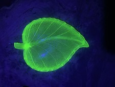 Rare Yellow Vaseline/Uranium Glass Aspen Leaf Bowl⭐️