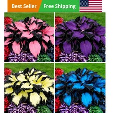 200pcs Mixed Hosta Seeds for Planting Colorful Hosta Plant Seeds Perennial