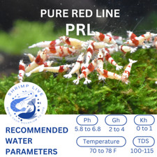 ShrimpLive 10 1 PURE RED LINE PRL Caridina Freshwater Shrimps Live Guarantee
