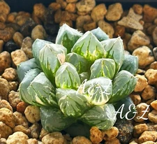 Rare succulent: Haworthia Obtusa Verigated seedling