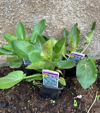 Eryngium Planum Garden Plants Sea Holly Herbaceous Perennial Hardy 3 x 9cm Plant