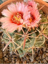 Echinocactus texensis Horse crippler  ferocactus cacti rare cactus seed 30 SEEDS