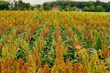 WGF Sorghum Seeds for Planting - High Yield, Drought Tolerant, Wildlife Forage