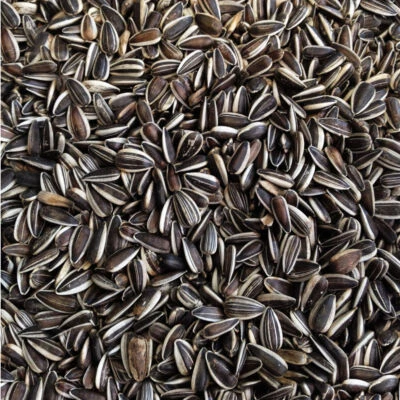 Sonnenblumenkerne gestreift doppelt gereinigt ERNTE 2024 von Paul's Mühle