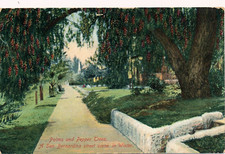 PALMS AND PEPPER TREES, A SAN BERNARDINO STREET SCENE IN WINTER. CA. HOUSES.