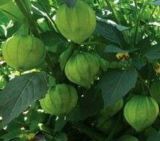 Tomatillo Seeds 100 Tomatillo Verde Garden Vegetables Salsa Spice Free Shipping
