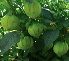 TOMATILLO SEEDS 100+ TOMATILLO VERDE GARDEN vegetables SALSA spice FREE SHIPPING