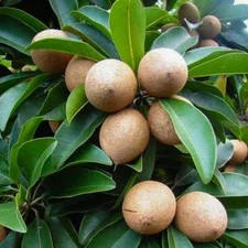Manilkara zapota, Sapodilla Tree, Chico Fruit, Chiku, Sapote - 5 to 20