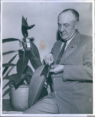 1954 Horticulturist Cecil Solly Displays Air Root Method Gardening Photo 8x10