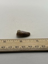 Carcharodontosaurus Tooth Dinosaur TREX Cousin 1” G2