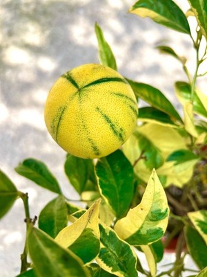 Citrus limon VARIEGATED - VARIEGATED LIMON TREE PLANT