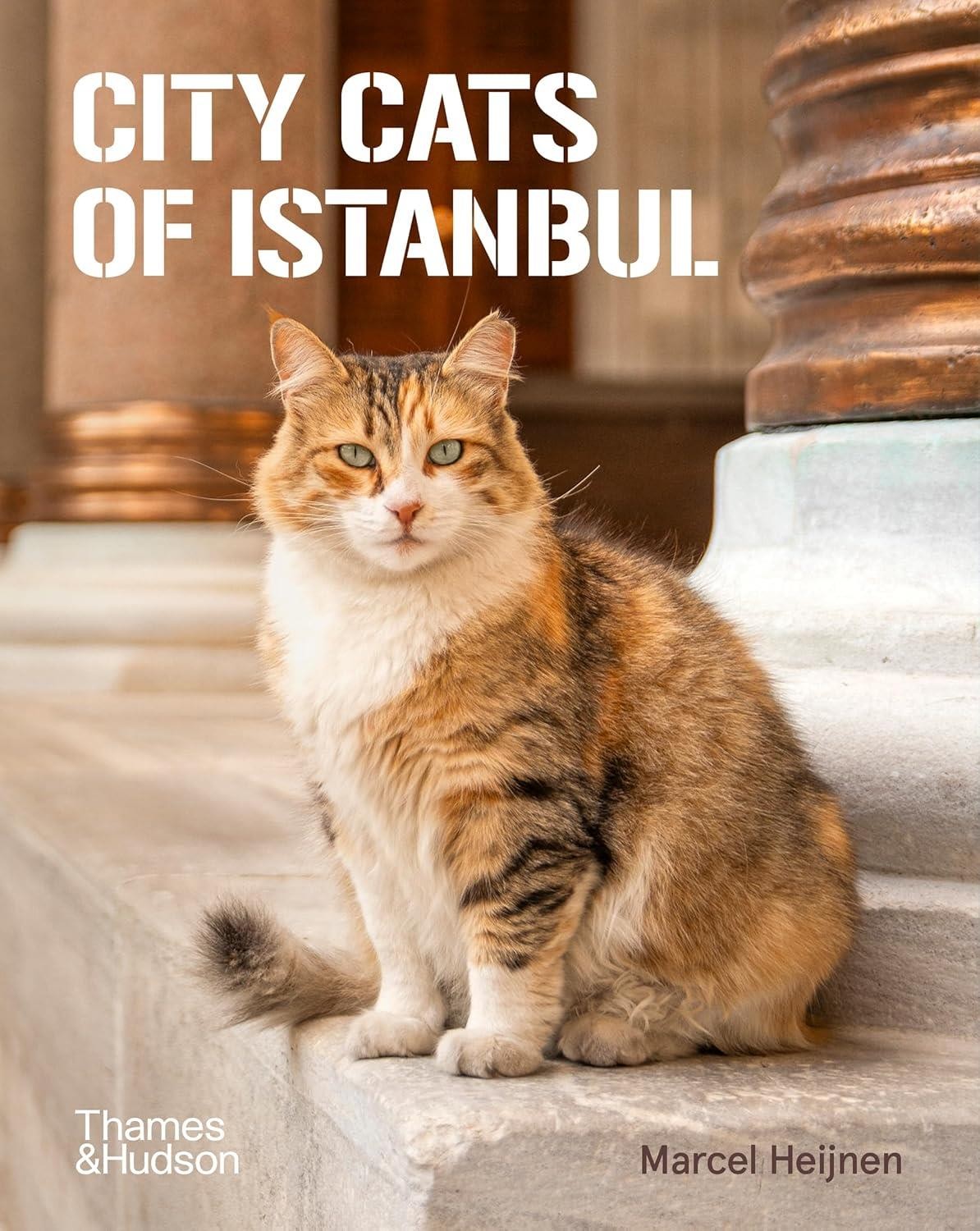 City Cats of Istanbul by Marcel Heijnen Paperback