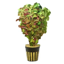 Ludwigia Repens Dark Red In 2" Pot Live Aquatic Aquarium Plants BUY 2 GET 1 FREE