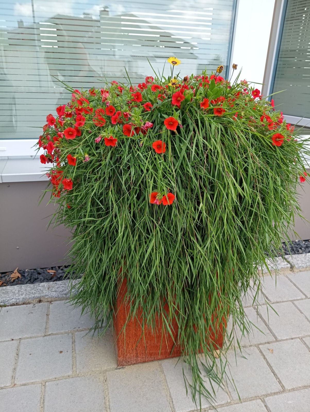 Hängebambus, Bambus hängend, 2 Ableger, Setzling, mit Wurzeln, winterhart