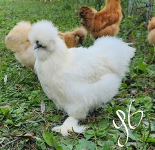 6 PUREBRED SILKIE MIX COLOR Fertile Hatching Eggs - Buff White Partridge