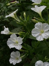 Mirabilis Jalapa white 10 seeds