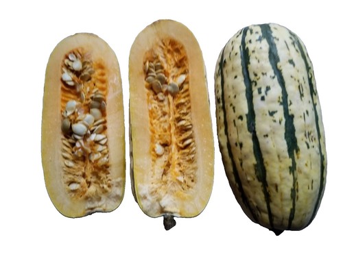 40+ Sugar Pie Pumpkin Seeds – Heirloom Non-GMO Organic – Grow Your Own Pumpkins