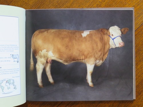 Beautiful Cows: Portraits of Champion Breeds by Val Porter (PB, 2010) - Picture 4 of 5