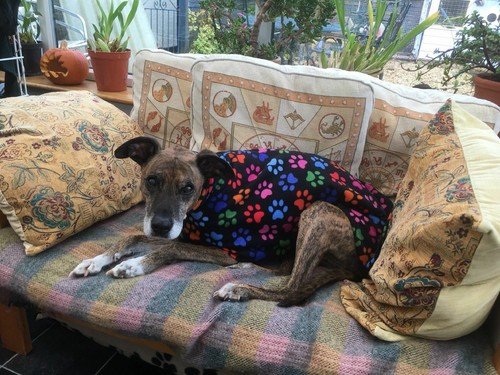 dog Snood jumper fleece house coat 
