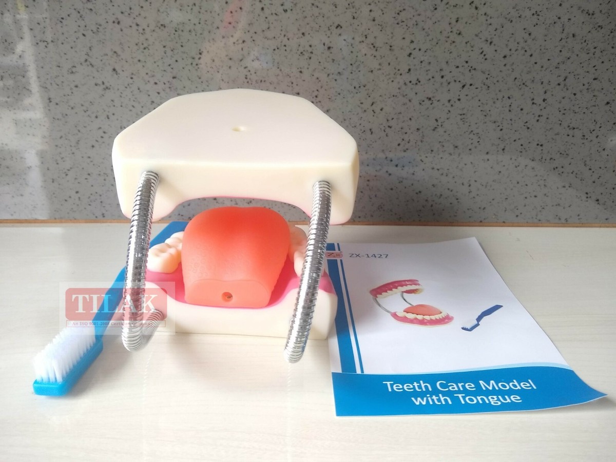 Dental Care Model Teeth Care Model With Tongue PVC Plastic Free