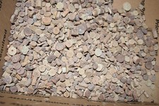 500 tiny and small crinoid stems for jewelry collecting crafts