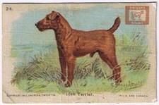 Dwight's Cow Brand Baking Soda Victorian Trade Card Irish Terrier No 24 Dog