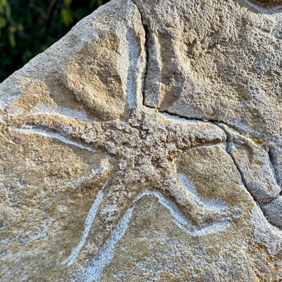 DOBLE fósil de estrella de mar británica - Lias medias, Jurásico inferior, Dorset, Reino Unido | 100% Foto 2 de 3