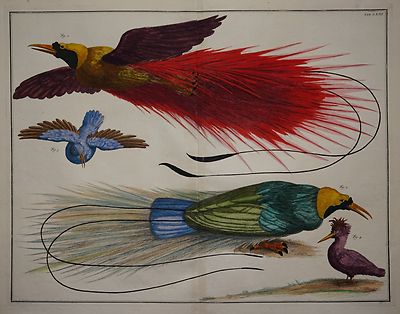 Albertus Seba - Thesaurus 1734 - Paradiesvögel - Prächtiges Original -Altkolorit
