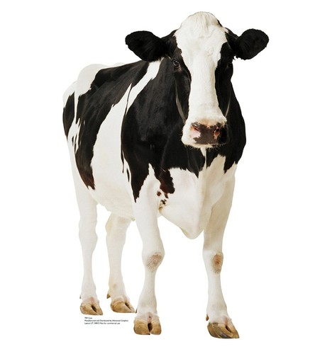 Cow Stand Up Party Decoration Farm Animal Lifesize Cardboard Cutout Farmer Party - Afbeelding 1 van 15