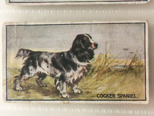 R & J Hill cigarette cards - BREEDS OF DOGS (1914) - 3 Cards #s 10, 11, 14